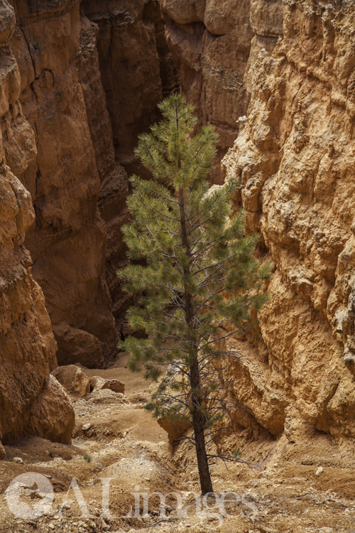 Navajo Trail - Bryce Canyon National Park - ALimages 2016