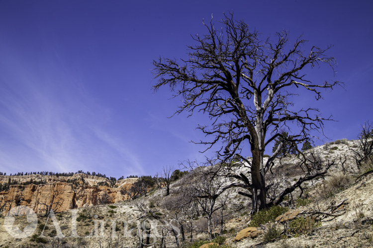 Backcountry Trail - Bryce Canyon National Park - ALimages 2016