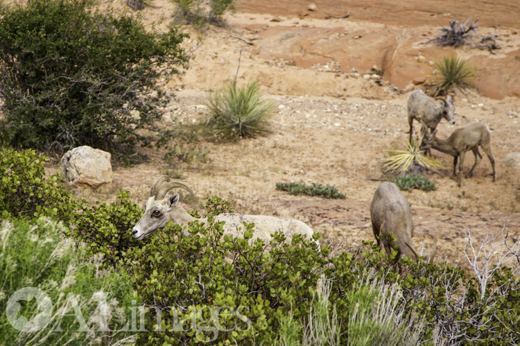 Female Bighorn Sheep - Zion National Park - ALimages 2016