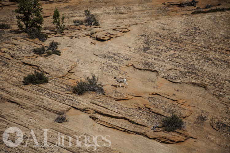 Female Bighorn Sheep - Zion National Park - ALimages 2016