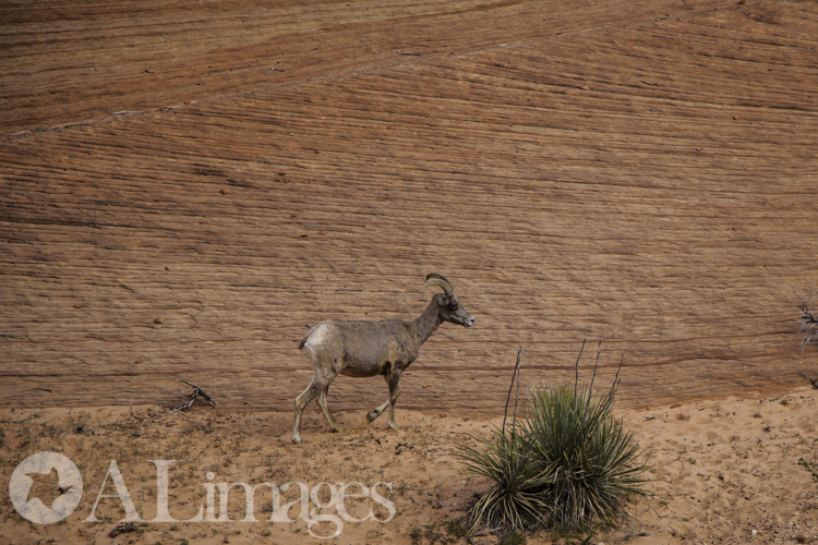 Female Bighorn Sheep - Zion National Park - ALimages 2016